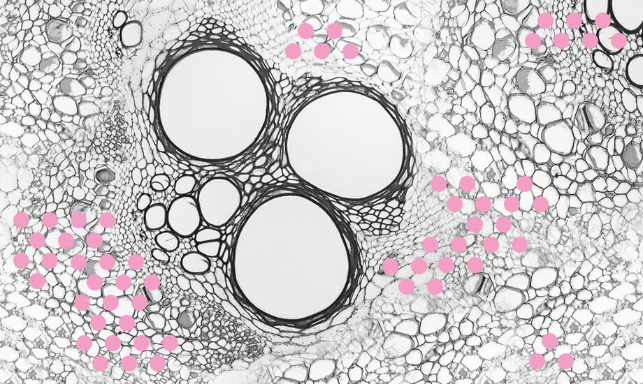 Стволовые клетки