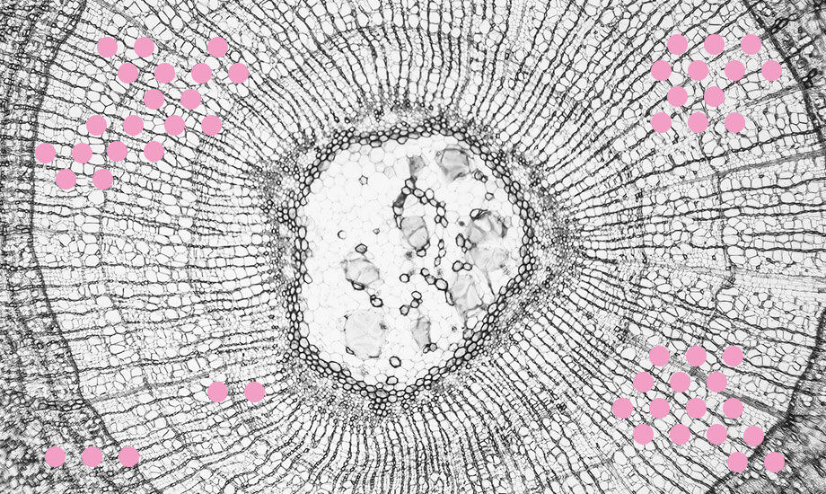 виды стволовых клеток