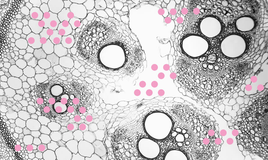 виды стволовых клеток