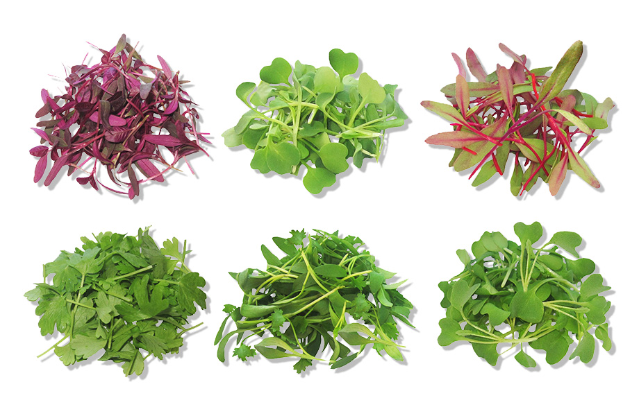 микрогрины микрогрины