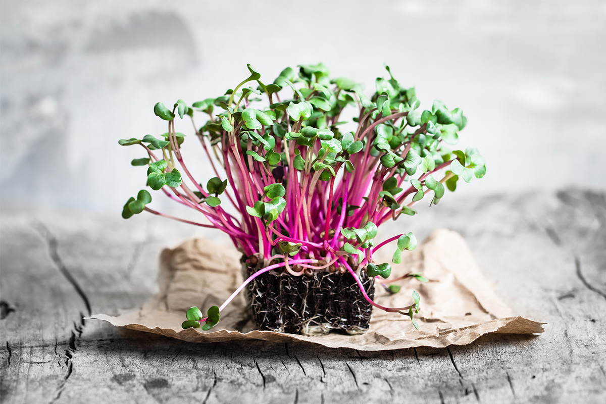 рецепти з мікрозеленню на сніданок, обід і вечерю