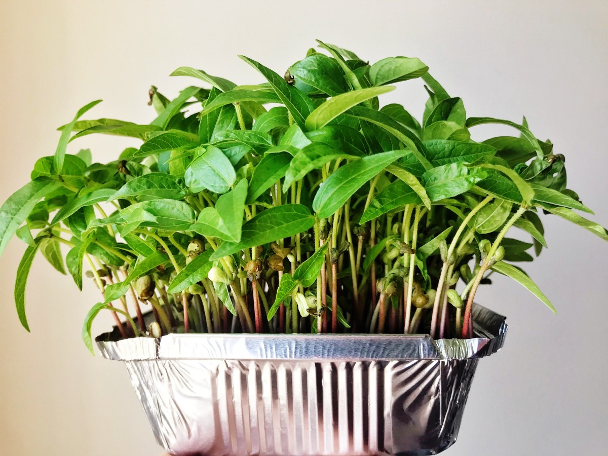 Микрозелень