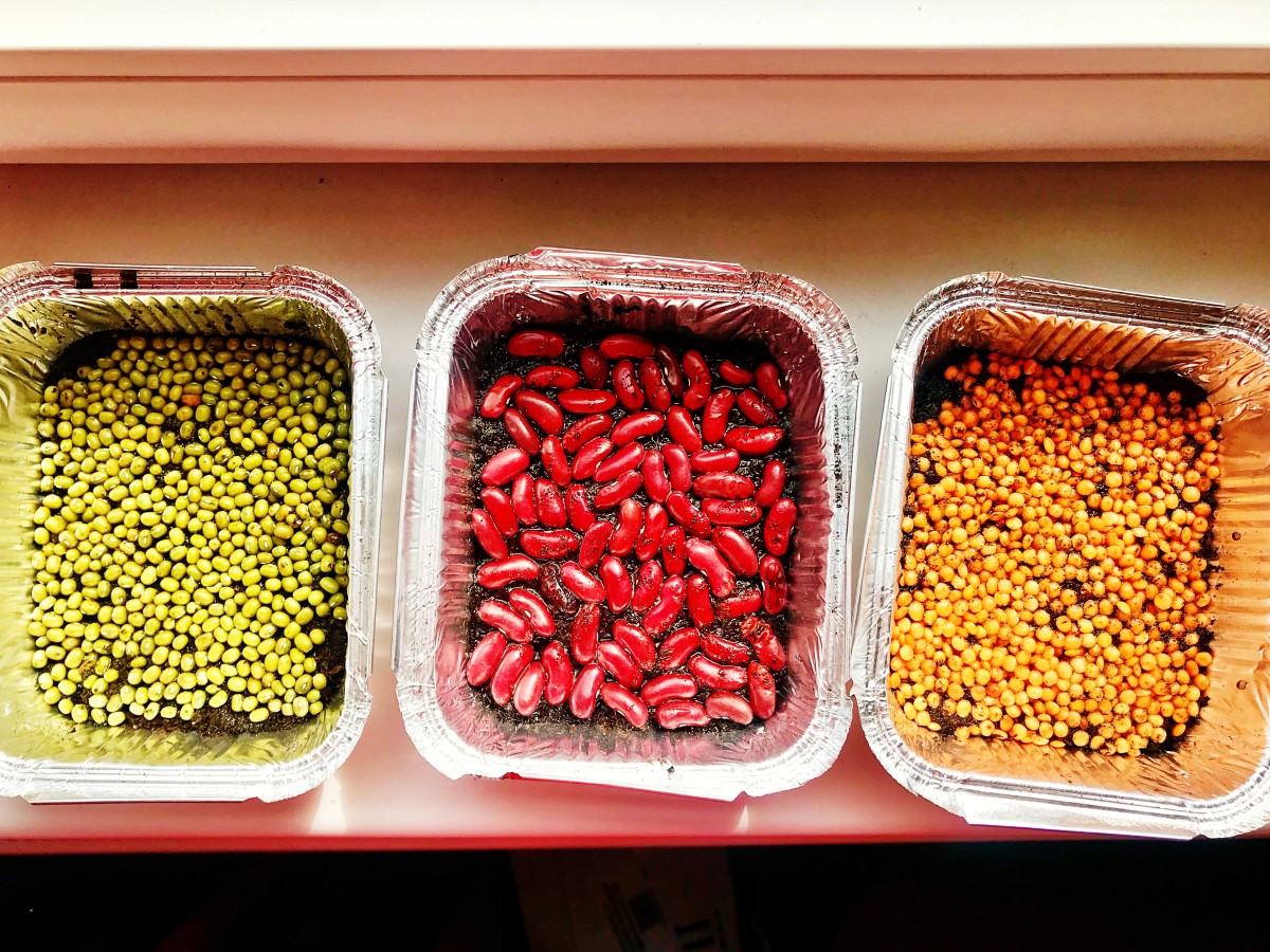 Как вырастить микрогрин