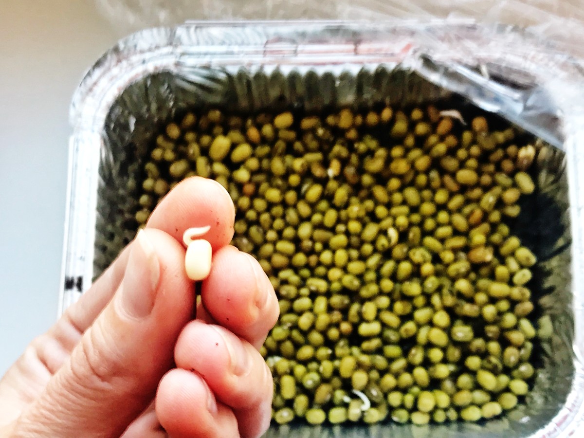 Как посадить микрогрин