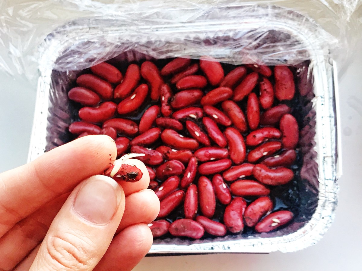 Как посадить микрогрин