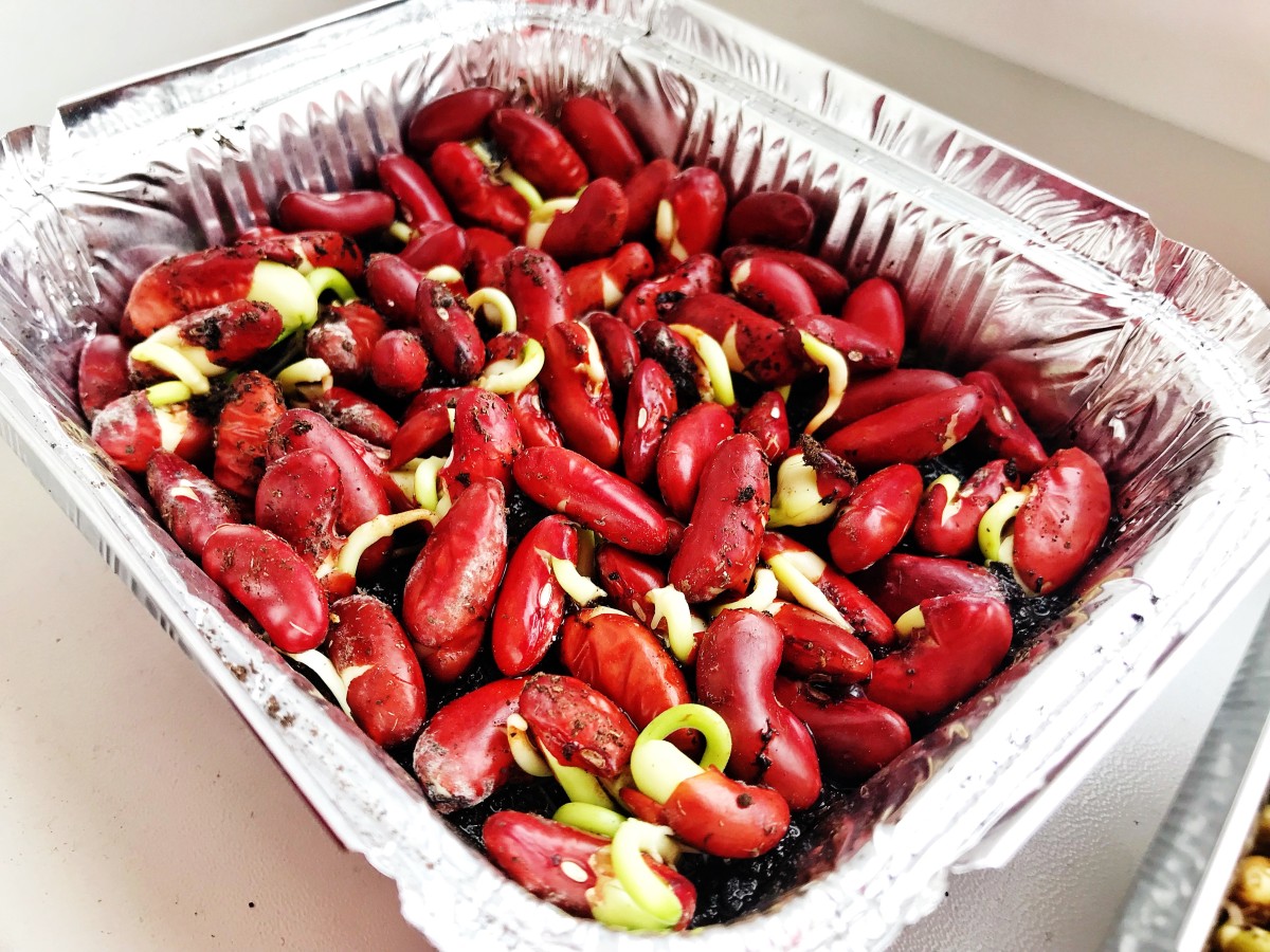 Как посадить микрозелень