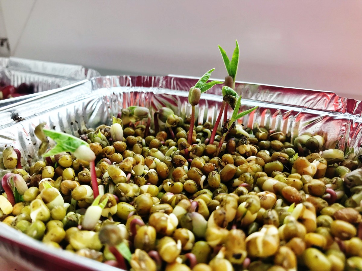 Ростки микрогрина