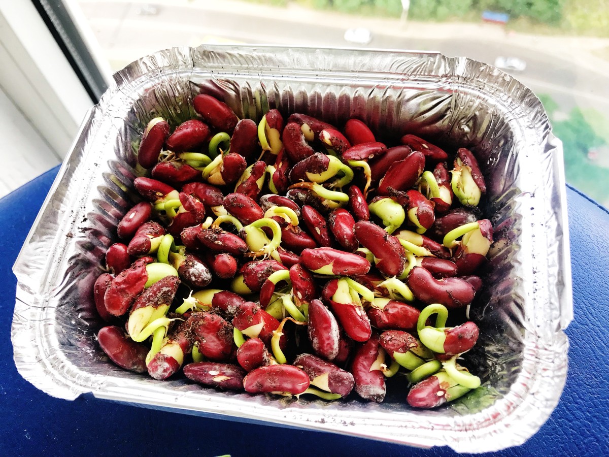 Микрогрин ростки