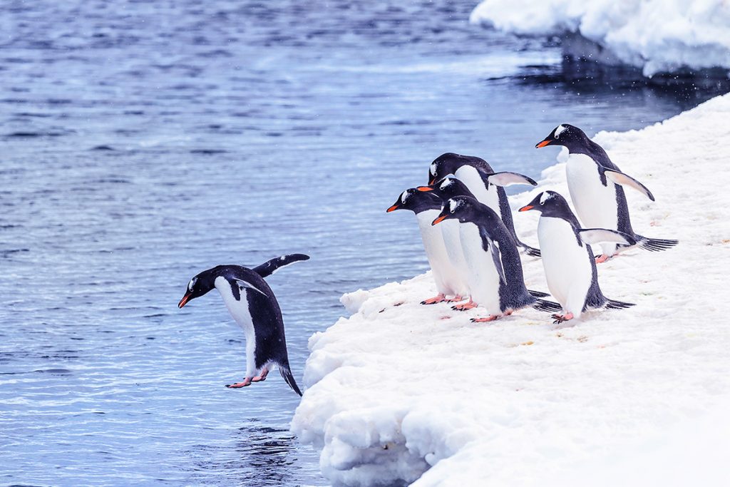 Penguin Ice Party 2019/2020