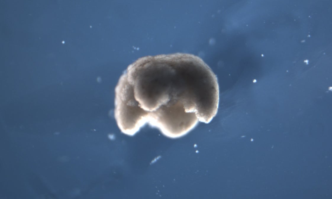 Ученые создали первых «живых роботов» — ксеноботов