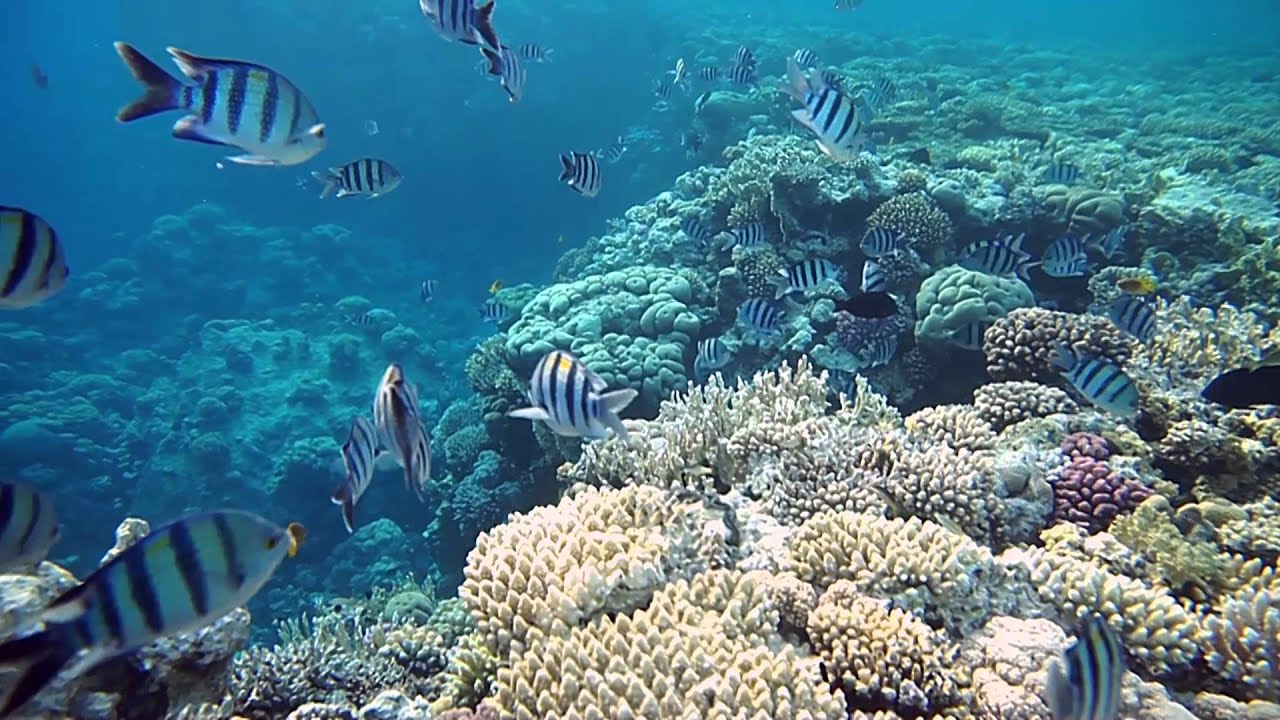 Виртуальные туры