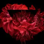 5 парфюмерных брендов, выпускающих натуральные ароматы