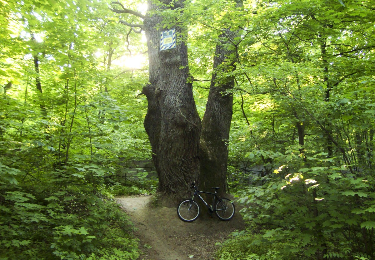 Голосеевский лес