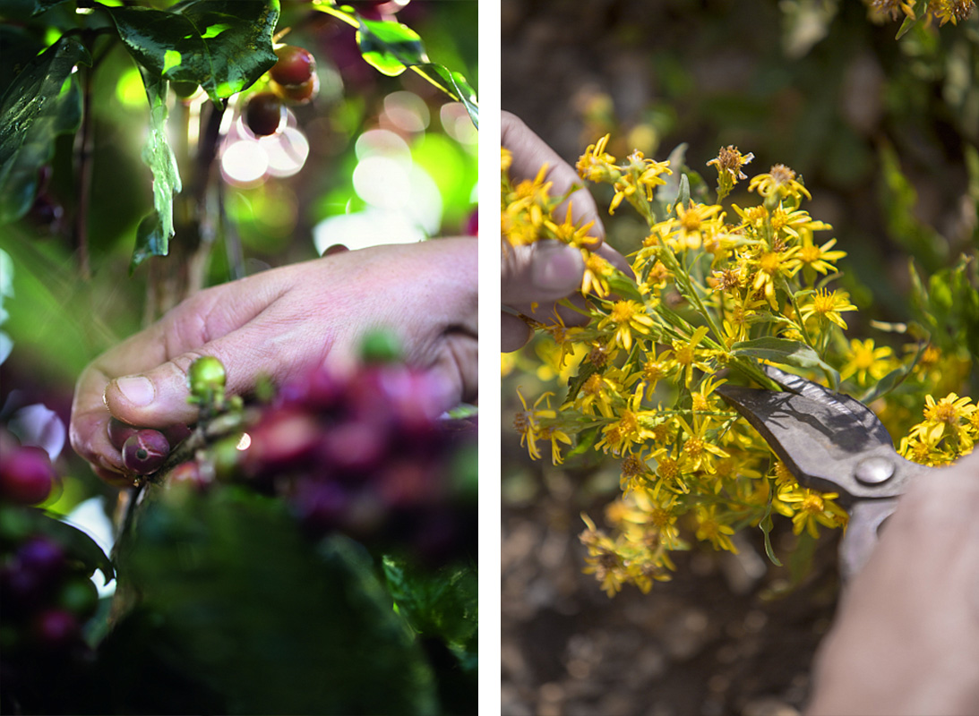 La Beauté se Cultive