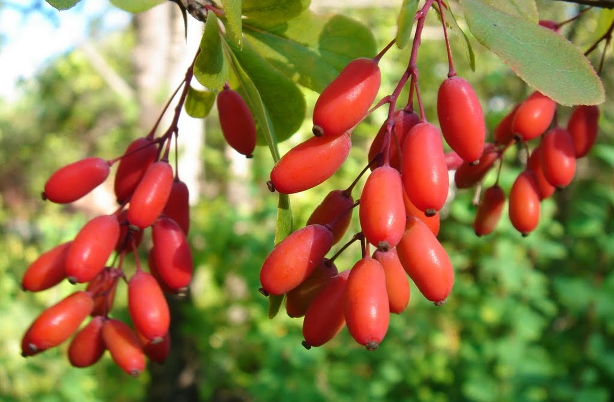 Кизил полезные свойства