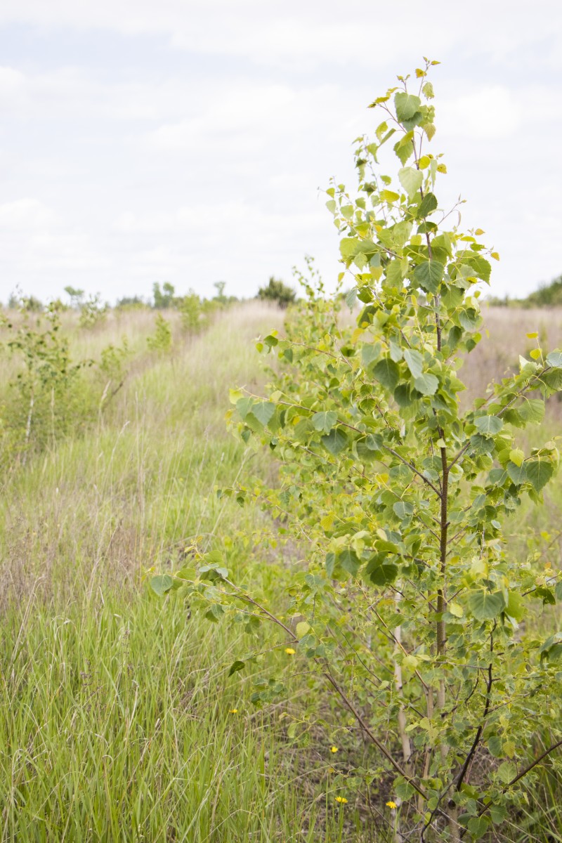 Как фонд Yves Rocher озеленил Украину в 2020 году