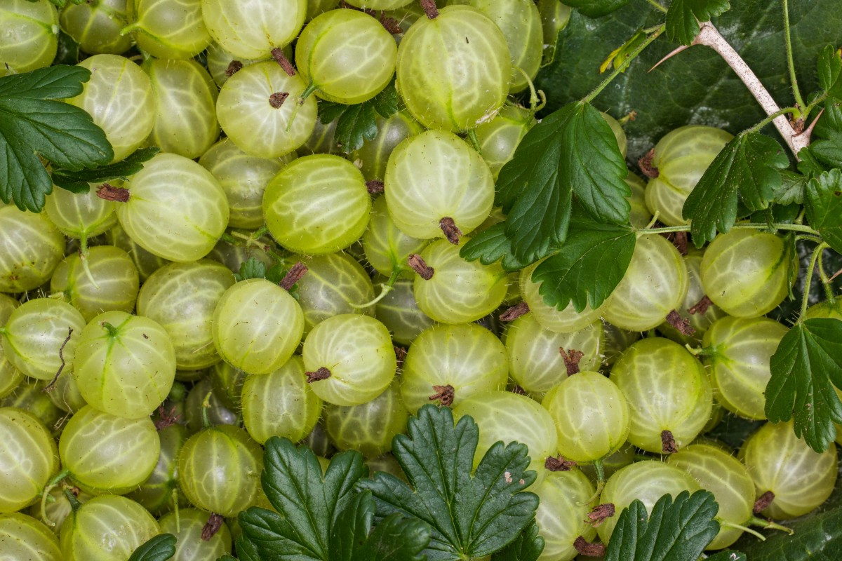 маска из крыжовника