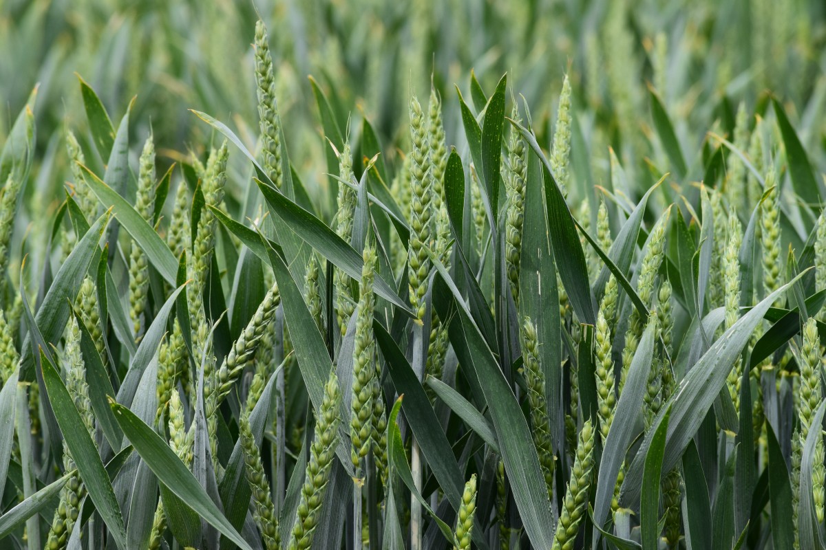 преимущества спельты