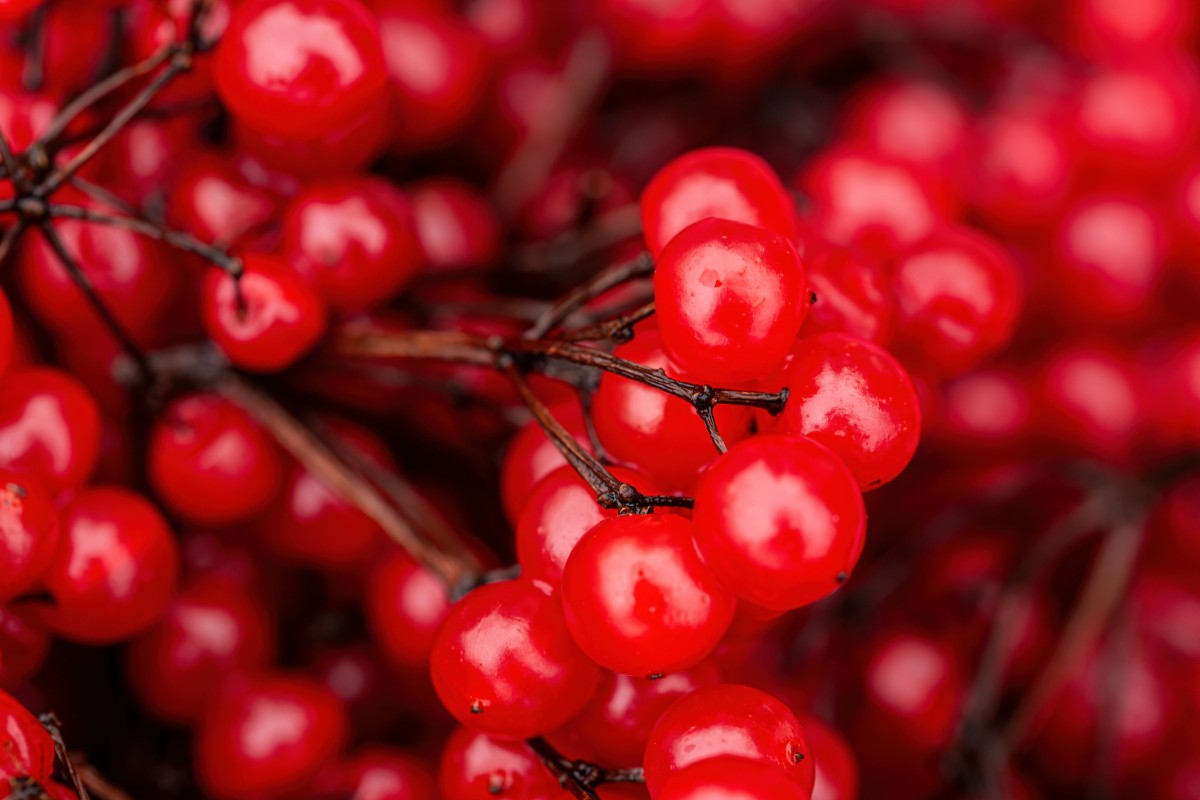 калина польза