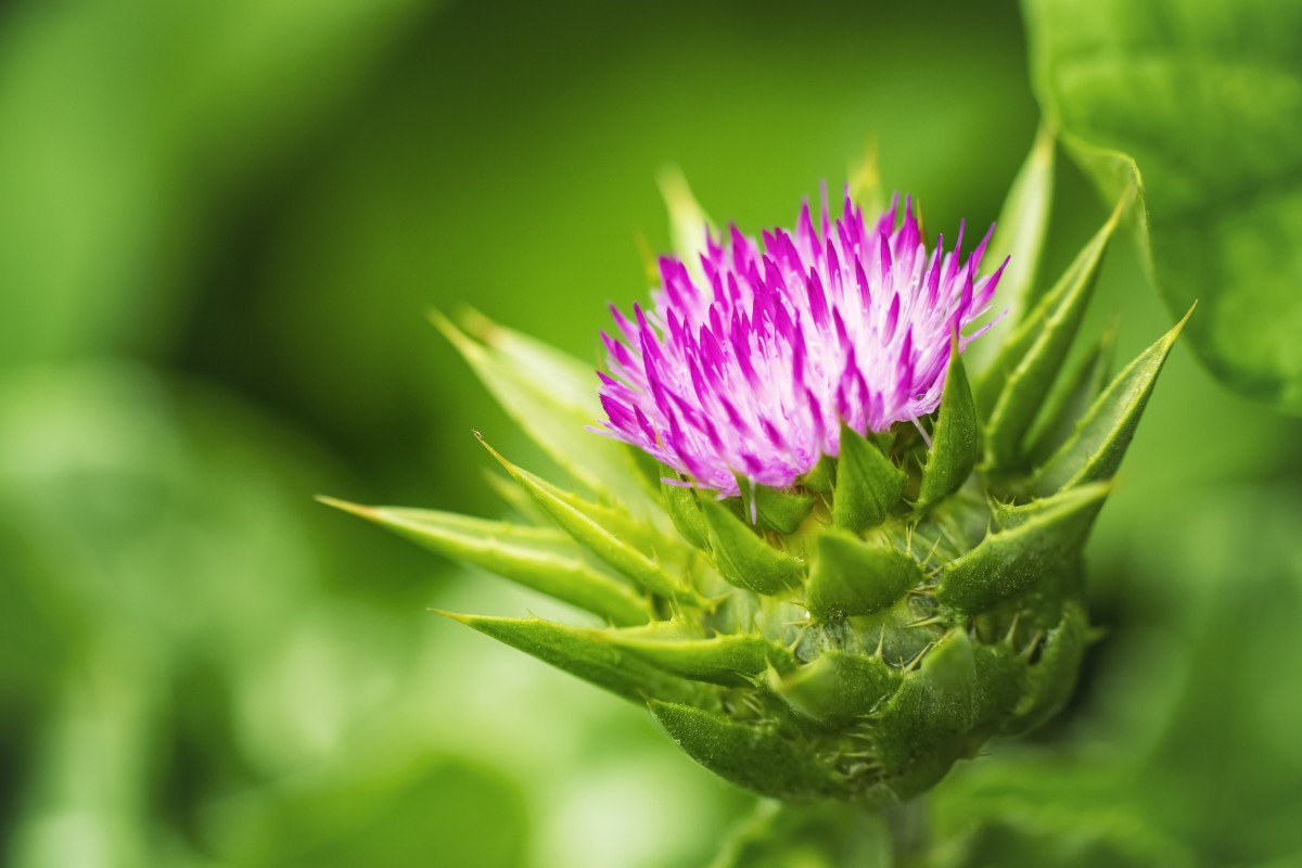 польза расторопши 