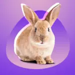 В Украине запретили испытывать косметику на животных