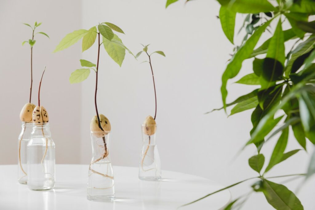 Как вырастить авокадо из косточки: пошаговая инструкция