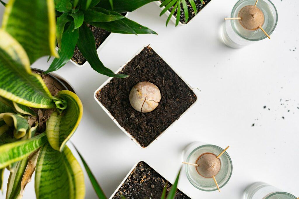 Как вырастить авокадо из косточки: пошаговая инструкция