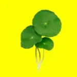 Центелла азиатская: зачем ее искать в косметической продукции