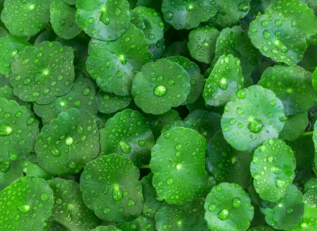 Центелла азиатская: зачем ее искать в косметической продукции