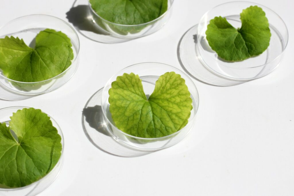 Домашняя маска для лица с центеллой и зеленым чаем