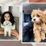 Чотирилапі друзі: собаки українських знаменитостей