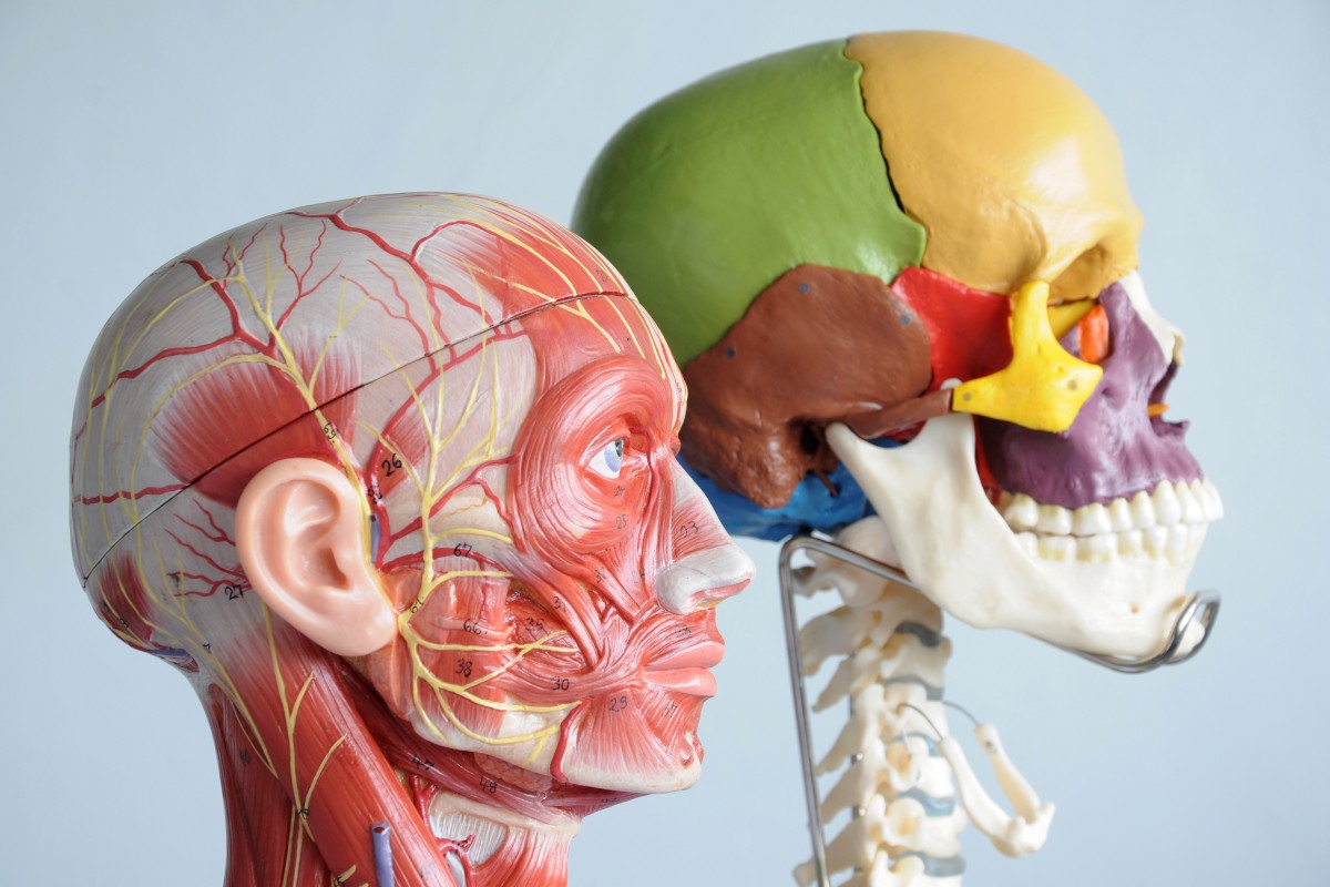 Мышцы лица и старение: какая связь и как продлить молодость