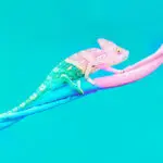 Амбиверт: кто это такой, особенности, как распознать данный психотип