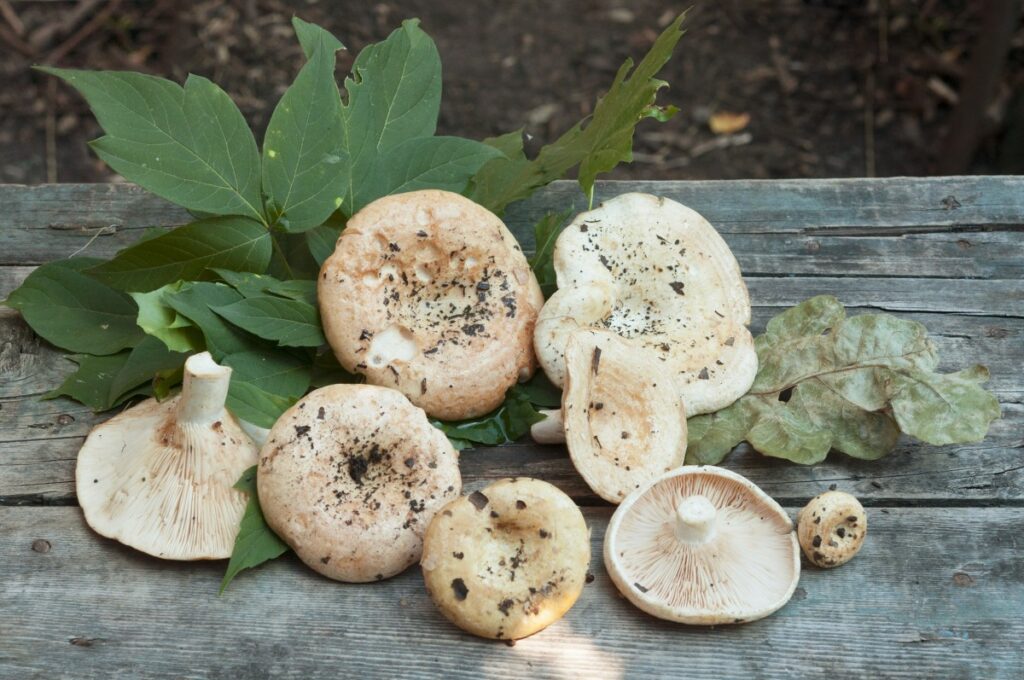 Як краще солити грузді: холодний чи гарячий спосіб?