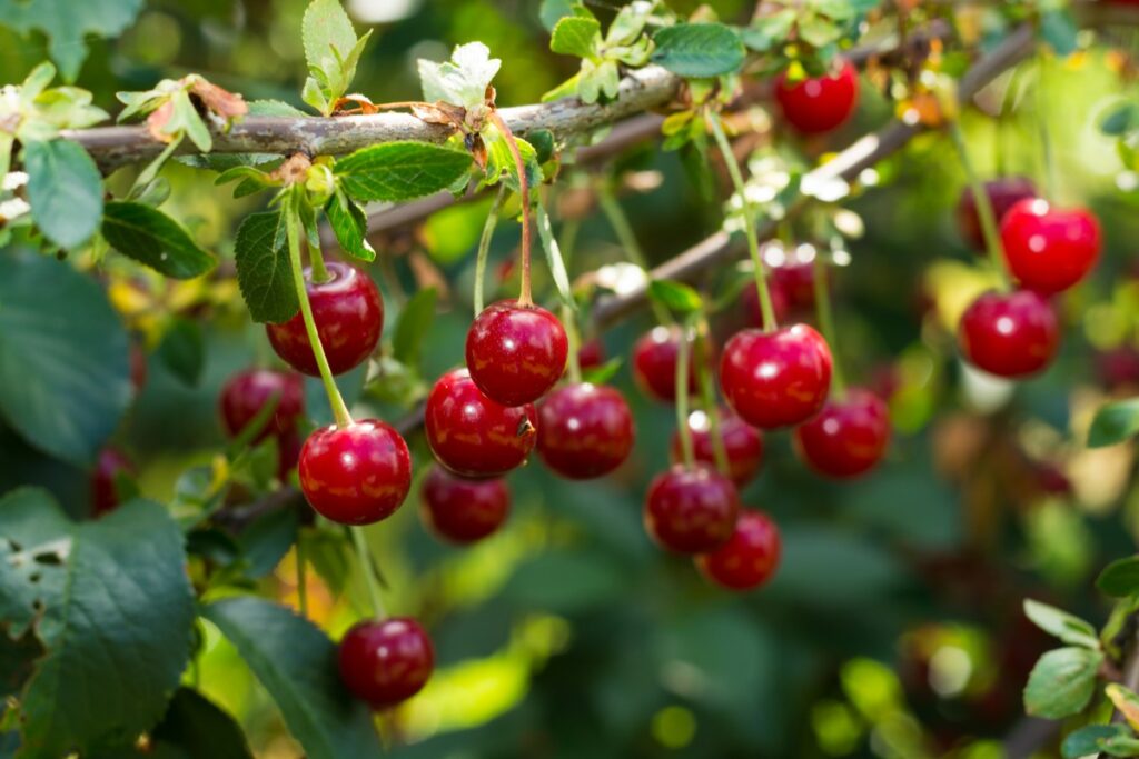 Польза вишни для организма, как она помогает похудеть