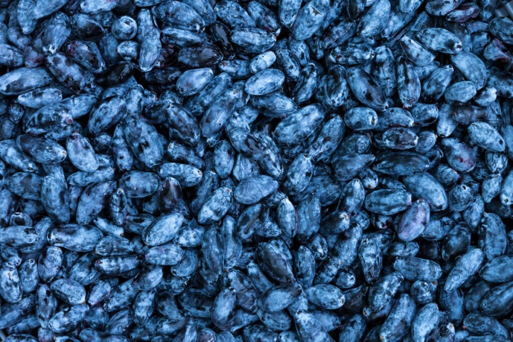 Ягода молодости и красоты: особенности, польза и вред жимолости