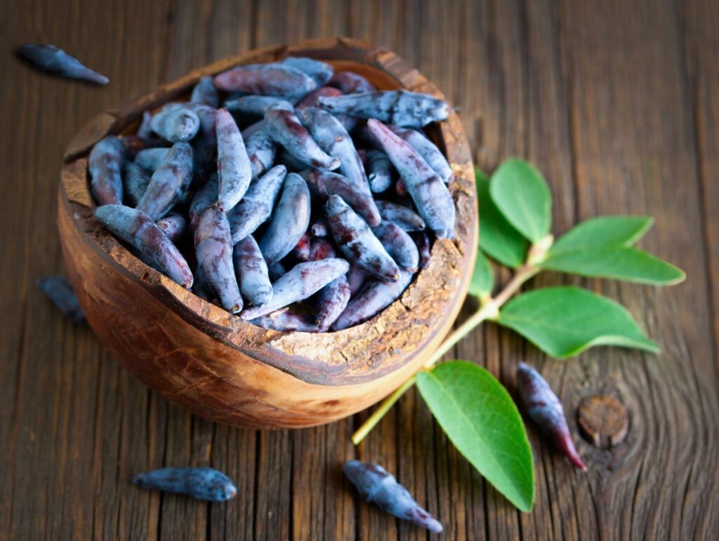 Ягода молодости и красоты: особенности, польза и вред жимолости