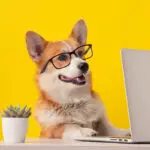 Тест: насколько хорошо вы знаете собак?