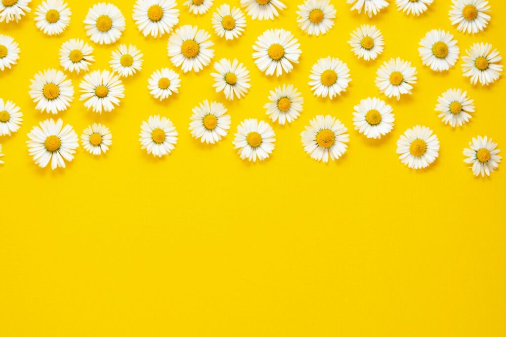 Кому помогут спринцевания ромашкой: польза и вред процедуры