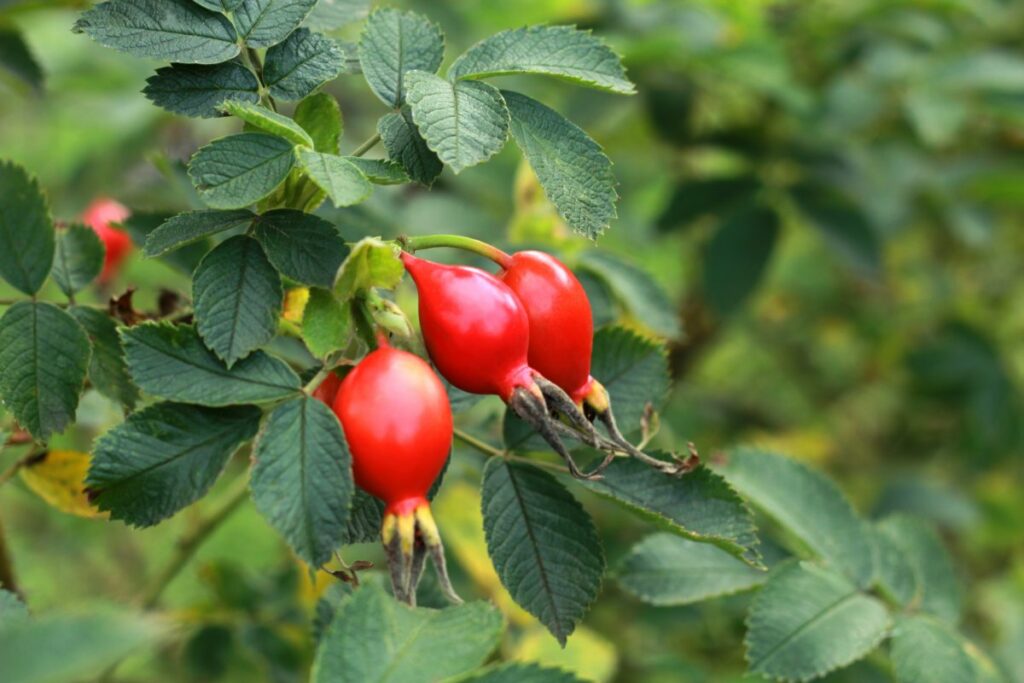 В чем польза шиповника для организма и как его применять