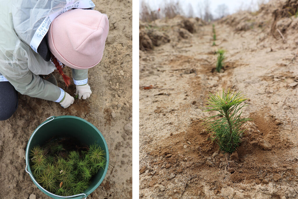 Фонд Yves Rocher в 2021 році висадив ще 100 000 дерев в Україні