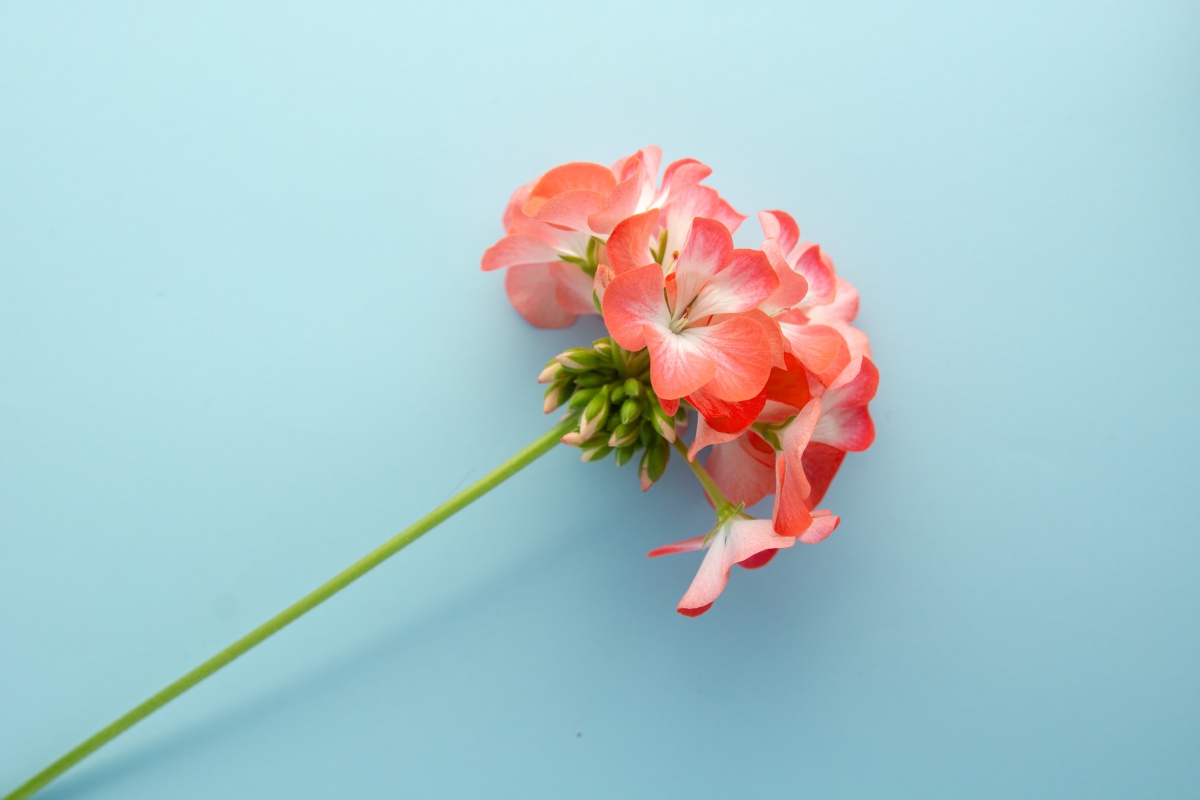 Ефірна олія герані: чим корисна і як використовувати