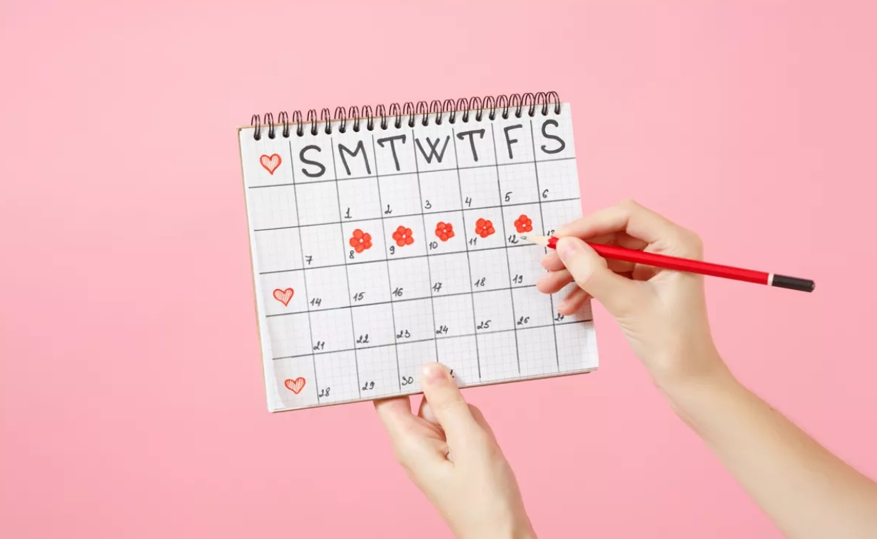 менструальний цикл