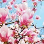 Весна у місті! Що, де і коли цвіте в Києві